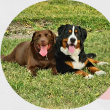 Two happy dogs relaxing in the grass