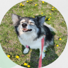 Small dog smiling during a walk