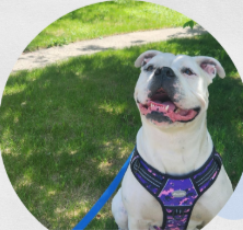 White dog wearing a harness outside