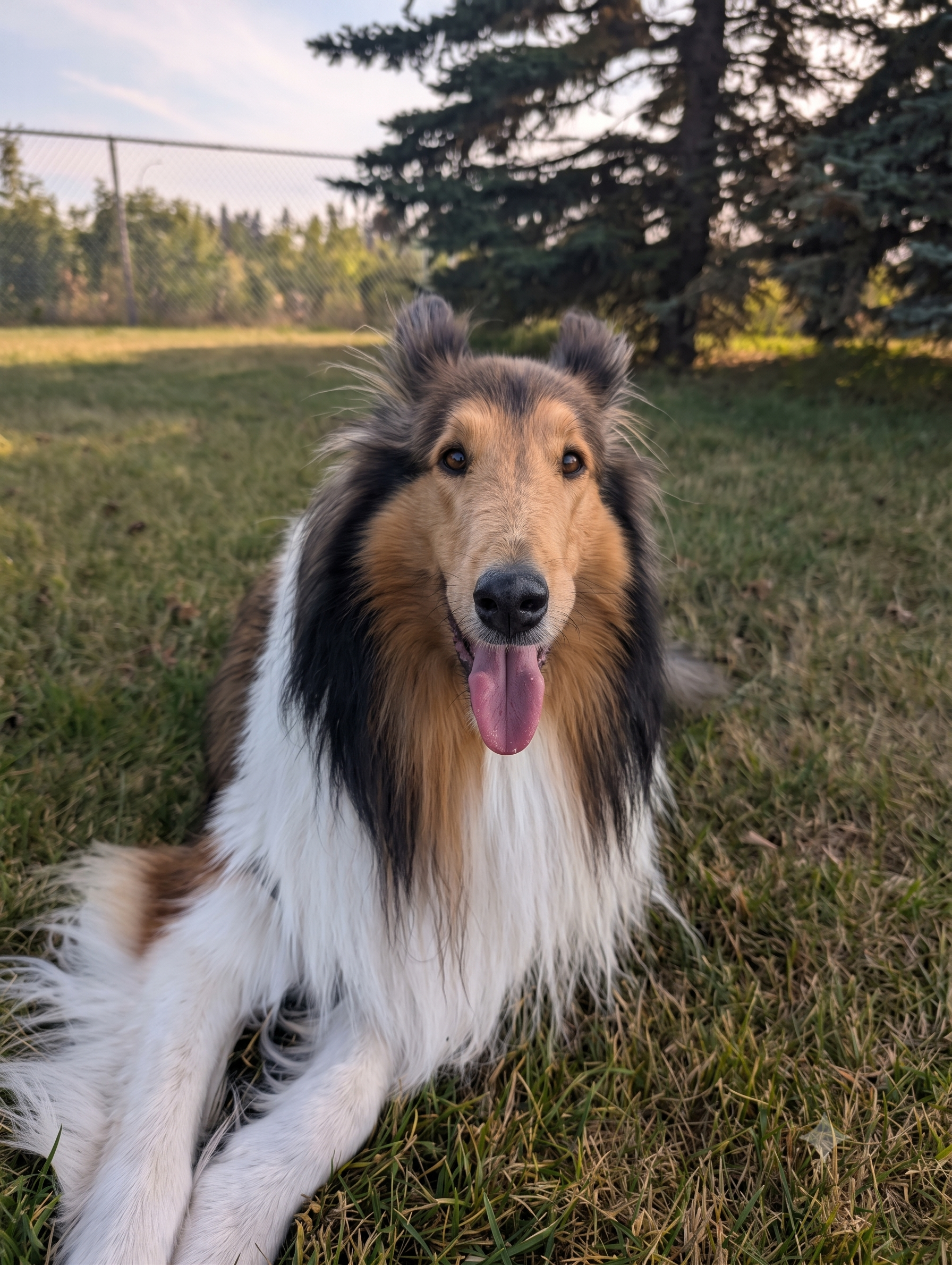 Koda