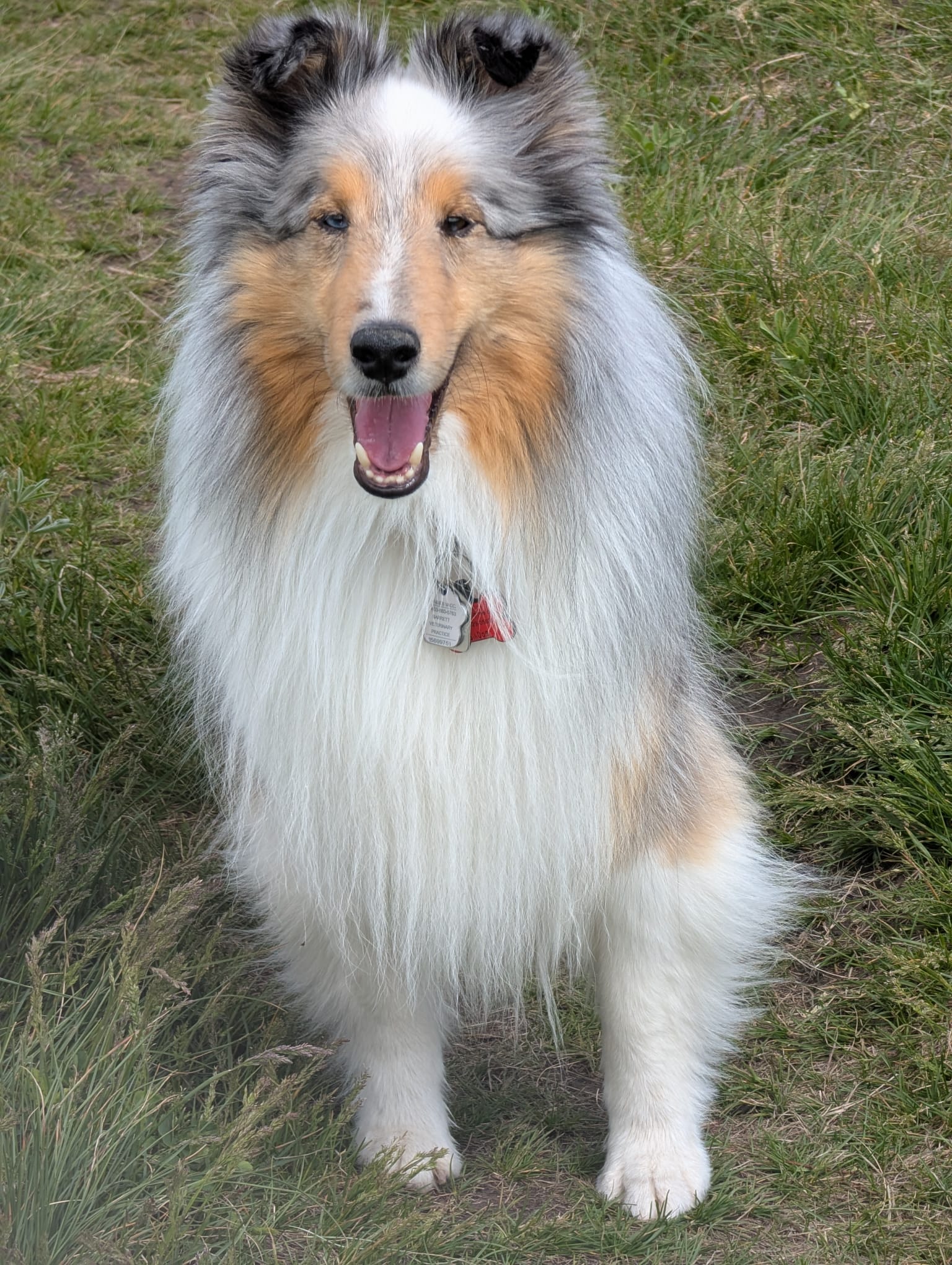 Maple